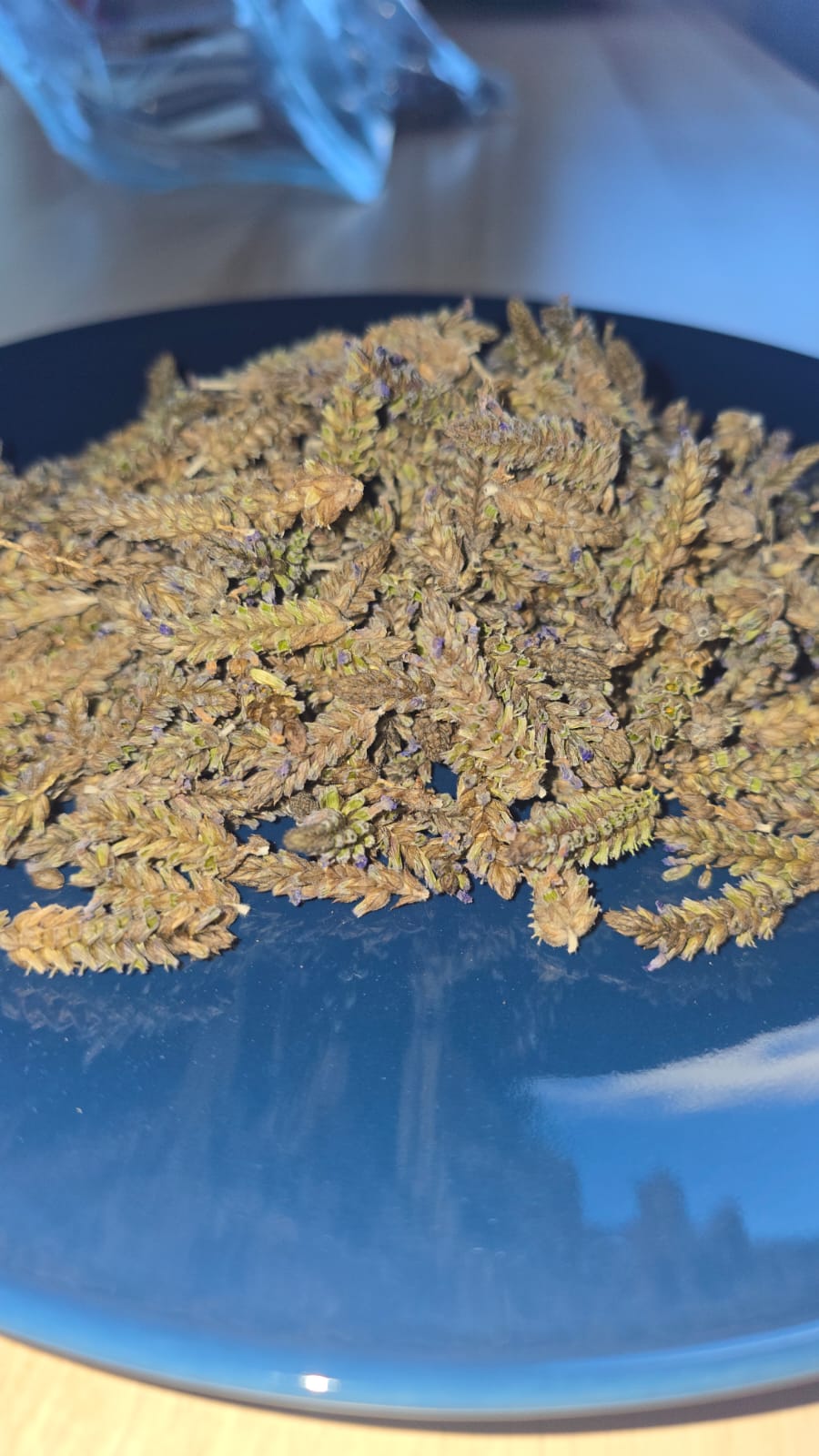 Wild Hand-Picked Lavender (Lavandula stoechas)