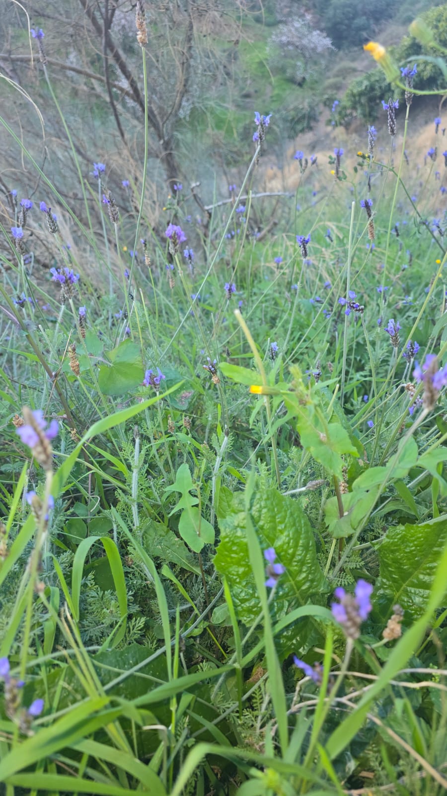 Wild Hand-Picked Lavender (Lavandula stoechas)